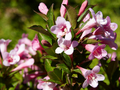 Weigela florida Piccolo IMG_4484 Krzewuszka cudowna